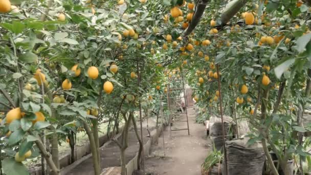 Цитрусовые собирают много спелых желтых лимонов, свисающих на ветвях деревьев в теплице лимонарии. Сад лимона — стоковое видео