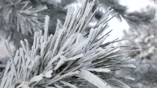 Piękne bujne gałęzie choinkowe ze śniegiem w parku w zimowy dzień — Wideo stockowe