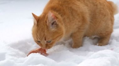 Güzel kızıl bir kedi, yırtık bir kulağı ve kırmızı bir yakası var. Kış günü kar altında bir parça sosis yiyor. Yakından.