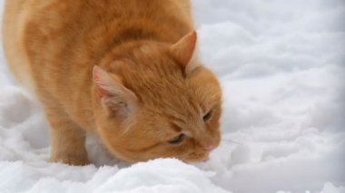 Güzel kızıl bir kedi, yırtık bir kulağı ve kırmızı bir yakası var. Kış günü kar altında bir parça sosis yiyor. Yakından.