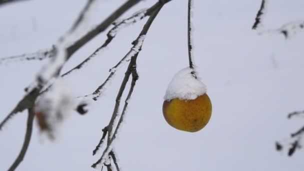 Zralé žluté jablko pokryté sněhem visí samo na větvi v zimním dni na zahradě