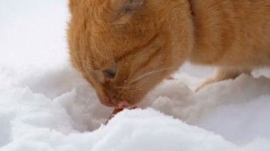 Güzel kızıl bir kedi, yırtık bir kulağı ve kırmızı bir yakası var. Kış günü kar altında bir parça sosis yiyor. Yakından.