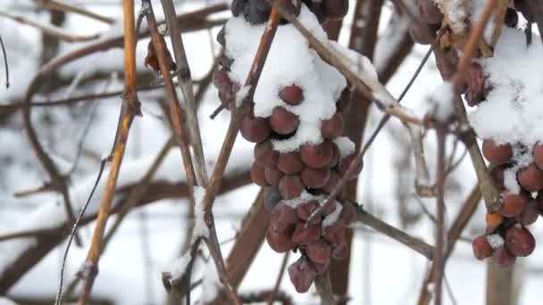 Overrijpe blauwe druiven bedekt met sneeuw in een wijngaard. Late oogst — Stockvideo