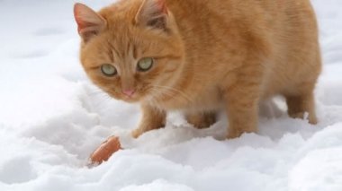 Güzel kızıl bir kedi, yırtık bir kulağı ve kırmızı bir yakası var. Kış günü kar altında bir parça sosis yiyor. Yakından.