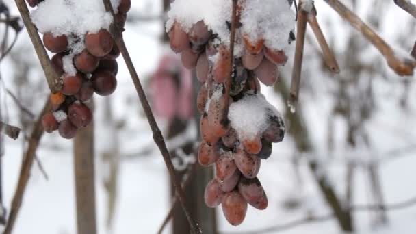 Övermogna blå druvor täckta med snö i en vingård. Sen skörd — Stockvideo