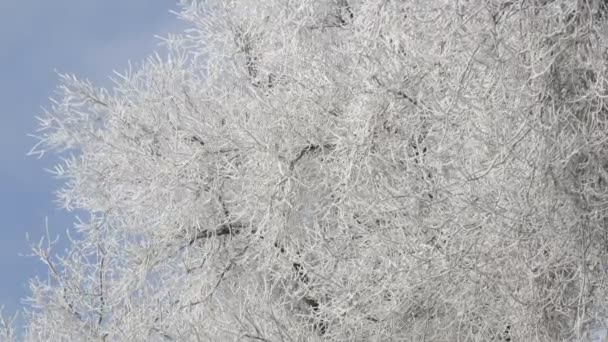 青空に背を向ける冬の日に雪の中の白い木の枝 — ストック動画