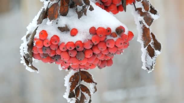冬の日に雪に覆われた赤い熟した山灰またはローワンクイックツリーソルバスの束 — ストック動画