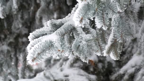 冬の日に公園で雪と美しい緑豊かなクリスマスツリーの枝 — ストック動画