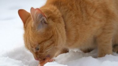 Güzel kızıl bir kedi, yırtık bir kulağı ve kırmızı bir yakası var. Kış günü kar altında bir parça sosis yiyor. Yakından.