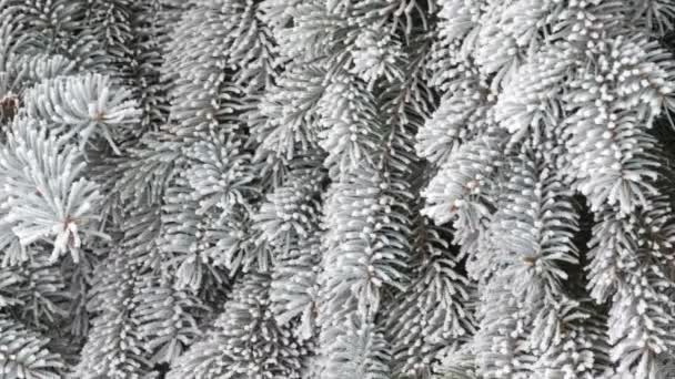 Красивые пышные ветки елки с снегом в парке в зимний день — стоковое видео