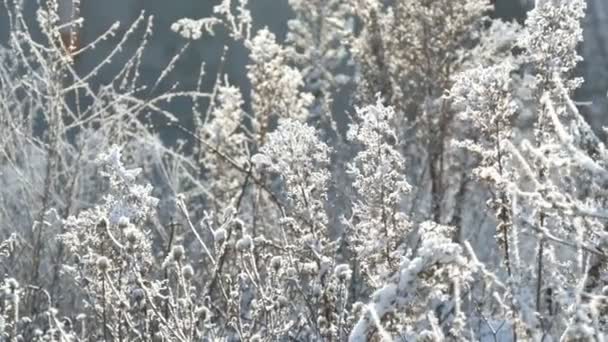 Neve coberto flores secas em um dia frio de inverno, vista de perto. Primeira geada em plantas de campo congeladas — Vídeo de Stock