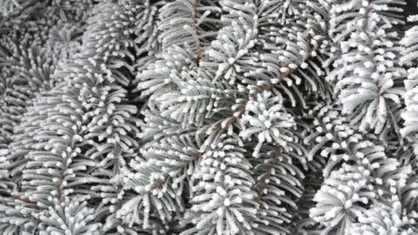Piękne bujne gałęzie choinkowe ze śniegiem w parku w zimowy dzień — Wideo stockowe