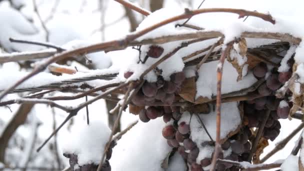 Túlérett kék szőlő hóval borítva egy szőlőskertben. Késedelmes betakarítás — Stock videók