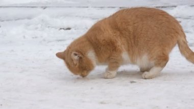 Güzel kızıl kedi bir kış günü karda yürür.