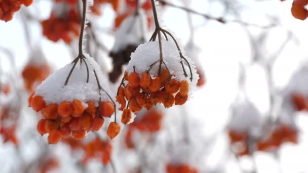 Massor av mogna röda viburnum bär täckta med snö på en vinterdag — Stockvideo