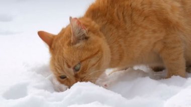 Güzel kızıl bir kedi, yırtık bir kulağı ve kırmızı bir yakası var. Kış günü kar altında bir parça sosis yiyor. Yakından.