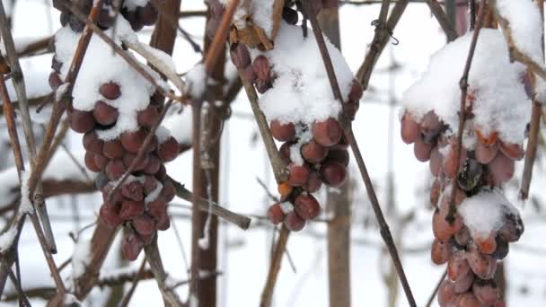 Przestarzałe niebieskie winogrona pokryte śniegiem w winnicy. Późne zbiory — Wideo stockowe