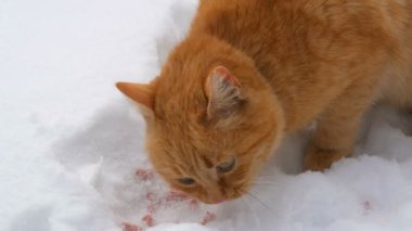 Güzel kızıl bir kedi, yırtık bir kulağı ve kırmızı bir yakası var. Kış günü kar altında bir parça sosis yiyor. Yakından.