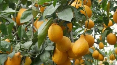 Limonlu bir seradaki ağaçta olgun sulu limonlar hasat et. Bahçede olgunlaşmış meyveler