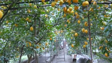 Bir sürü olgun limon. Limonlu bir seradaki ağaçta olgun sulu limonlar hasat et. Bahçede olgun meyveler.