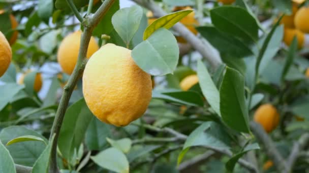 Limon dalındaki olgun limon manzarasını kapat. Limonlu bir seradaki ağaçta olgun sulu limonlar hasat et. Bahçede olgunlaşmış meyveler — Stok video