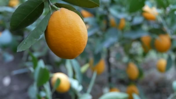 Сбор спелых сочных лимонов на дереве в теплице лимонарии. Созревание фруктов в саду — стоковое видео