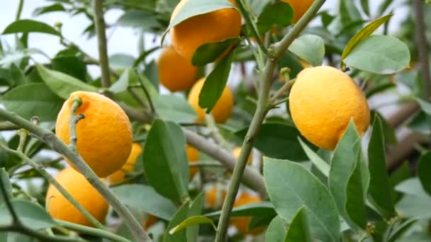 Nagy mennyiségű érett citrom egy citromfán. Érett, lédús citromot szüretelnek egy fán egy limonáriás üvegházban. Gyümölcs érlelése a kertben — Stock videók