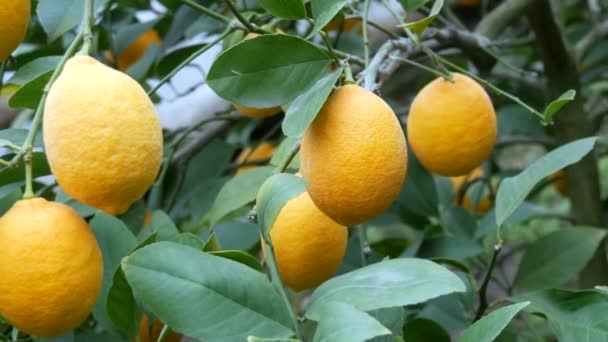 Velké množství zralých citronů na citronu. Sklizeň zralých šťavnatých citronů na stromě ve skleníku s limonádou. Zrání ovoce v zahradě — Stock video