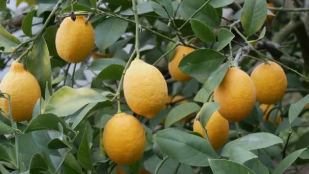 Hodně zralých citronů. Sklizeň zralých šťavnatých citronů na stromě ve skleníku s limonádou. Zrání ovoce v zahradě — Stock video