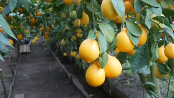 O cantitate mare de lămâi coapte pe un copac de lămâie. Recolta lămâi suculente coapte pe un copac într-o seră de limonarie. Coacerea fructelor în grădină — Videoclip de stoc