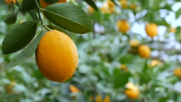 Sklizeň zralých šťavnatých citronů na stromě ve skleníku s limonádou. Zrání ovoce v zahradě zavřít pohled — Stock video