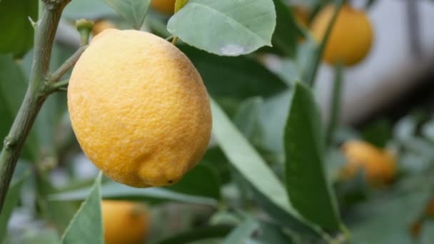 Limonlu bir seradaki ağaçta olgun sulu limonlar hasat et. Bahçede olgunlaşmış meyveler. Yakın görüş. — Stok video
