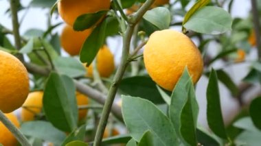 Limon ağacında büyük miktarda olgun limon. Limonlu bir seradaki ağaçta olgun sulu limonlar hasat et. Bahçede olgunlaşmış meyveler