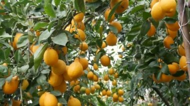 Limonlu bir seradaki ağaçta olgun sulu limonlar hasat et. Bahçede olgunlaşmış meyveler