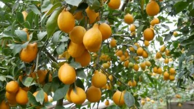 Limonlu bir seradaki ağaçta olgun sulu limonlar hasat et. Bahçede olgunlaşmış meyveler