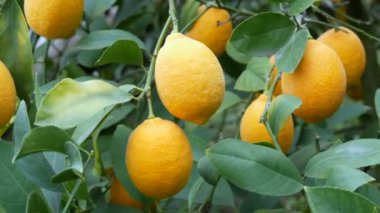 Limon ağacında büyük miktarda olgun limon. Limonlu bir seradaki ağaçta olgun sulu limonlar hasat et. Bahçede olgunlaşmış meyveler