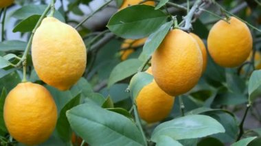 Limon ağacında büyük miktarda olgun limon. Limonlu bir seradaki ağaçta olgun sulu limonlar hasat et. Bahçede olgunlaşmış meyveler