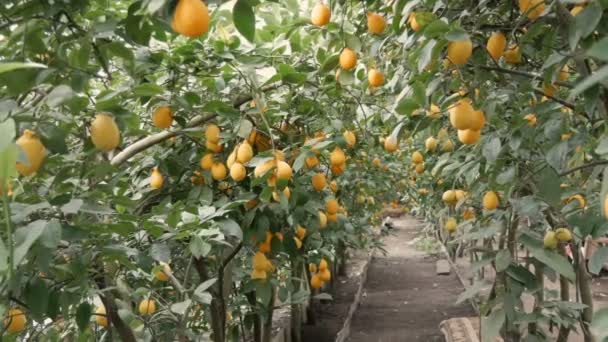 Corridoio da molti limoni maturi. Raccolga limoni succosi maturi su un albero in una serra di limonaria. Maturazione della frutta in giardino — Video Stock