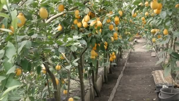 Folyosó sok érett citromból. Érett, lédús citromot szüretelnek egy fán egy limonáriás üvegházban. Gyümölcs érlelése a kertben — Stock videók