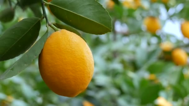 Érett, lédús citromot szüretelnek egy fán egy limonáriás üvegházban. Érlelés gyümölcs a kertben közeli kilátás — Stock videók
