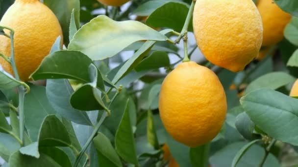 Velké množství zralých citronů na citronu. Sklizeň zralých šťavnatých citronů na stromě ve skleníku s limonádou. Zrání ovoce v zahradě — Stock video