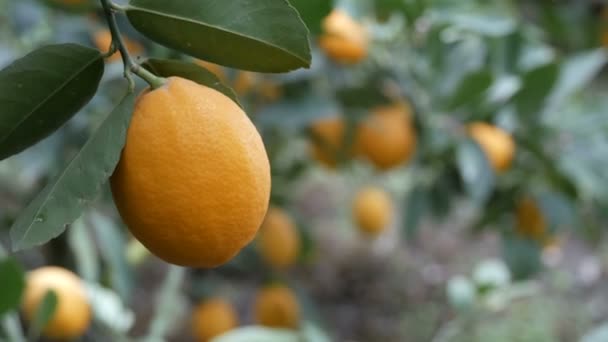 Сбор спелых сочных лимонов на дереве в теплице лимонарии. Созревание фруктов в саду вблизи зрения — стоковое видео