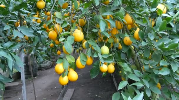 Limonlu bir seradaki ağaçta olgun sulu limonlar hasat et. Bahçede olgunlaşmış meyveler — Stok video