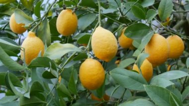 Limon ağacında büyük miktarda olgun limon. Limonlu bir seradaki ağaçta olgun sulu limonlar hasat et. Bahçede olgunlaşmış meyveler