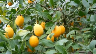 Limon ağacında büyük miktarda olgun limon. Limonlu bir seradaki ağaçta olgun sulu limonlar hasat et. Bahçede olgunlaşmış meyveler