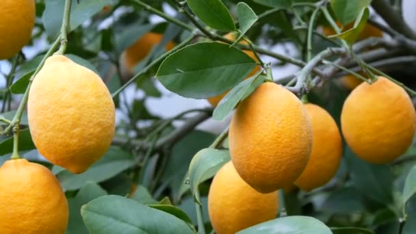 O cantitate mare de lămâi coapte pe un copac de lămâie. Recolta lămâi suculente coapte pe un copac într-o seră de limonarie. Coacerea fructelor în grădină — Videoclip de stoc