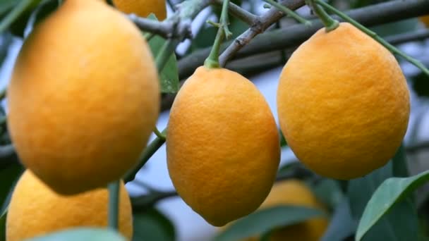 Une grande quantité de citrons mûrs sur un citronnier. Récoltez des citrons juteux mûrs sur un arbre dans une serre de citronnelle. Fruits mûrs dans le jardin — Video