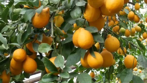 Récoltez des citrons juteux mûrs sur un arbre dans une serre de citronnelle. Fruits mûrs dans le jardin — Video