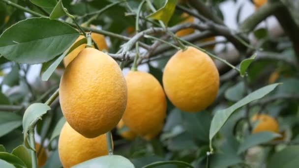 Beaucoup de citrons mûrs. Récoltez des citrons juteux mûrs sur un arbre dans une serre de citronnelle. Fruits mûrs dans le jardin — Video