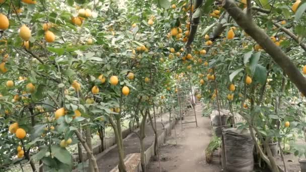 Cosechar limones jugosos maduros en un árbol en un invernadero de limonaria. Maduración de frutas en el jardín — Vídeo de stock